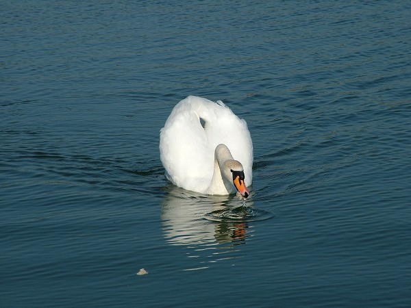 Litobratice - rybnky - duben 2007