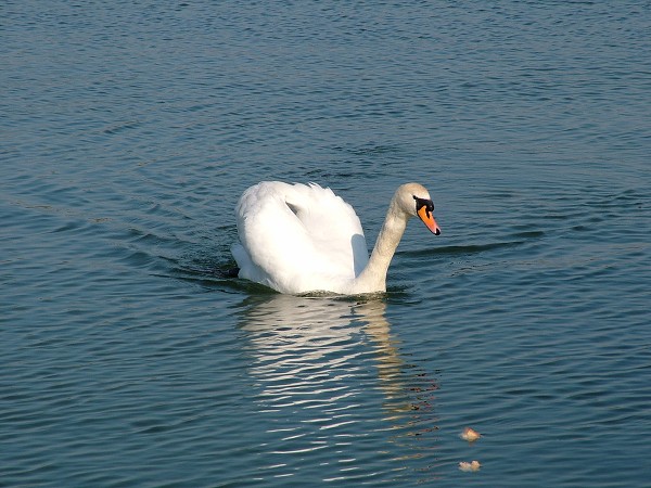 Litobratice - rybnky - duben 2007